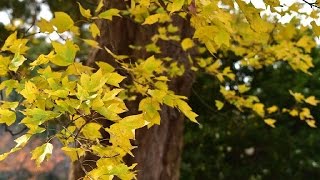 唐楓 トウカエデ の特徴と剪定 黄葉がきれいな木 加須市 久喜市 幸手市の植木屋 Youtube 唐楓 トウカエデ の特徴と剪定 黄葉がきれいな木 加須市 久喜市 幸手市の植木屋 Youtube