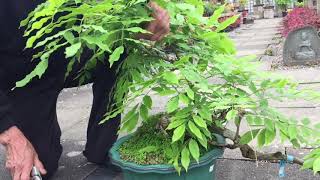 How to Prune Wisteria