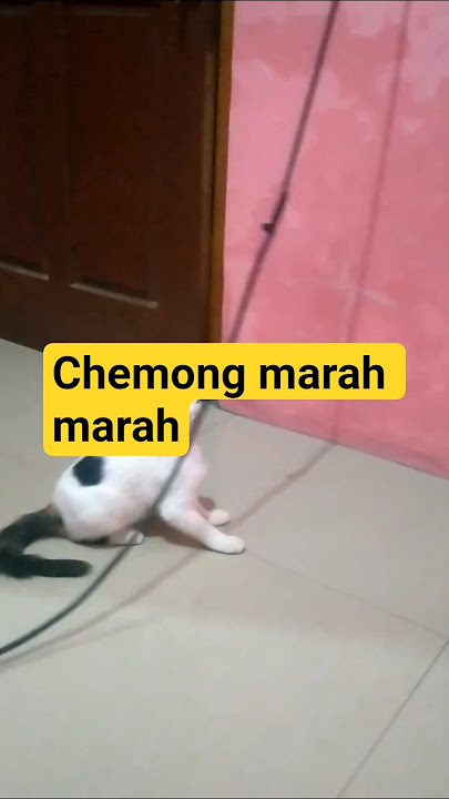 chemong mint makan marha2 #kucinglucu