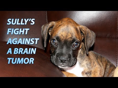 Wideo: Starszy pies ratunkowy zdiagnozowany w walce z guzem mózgu o życie