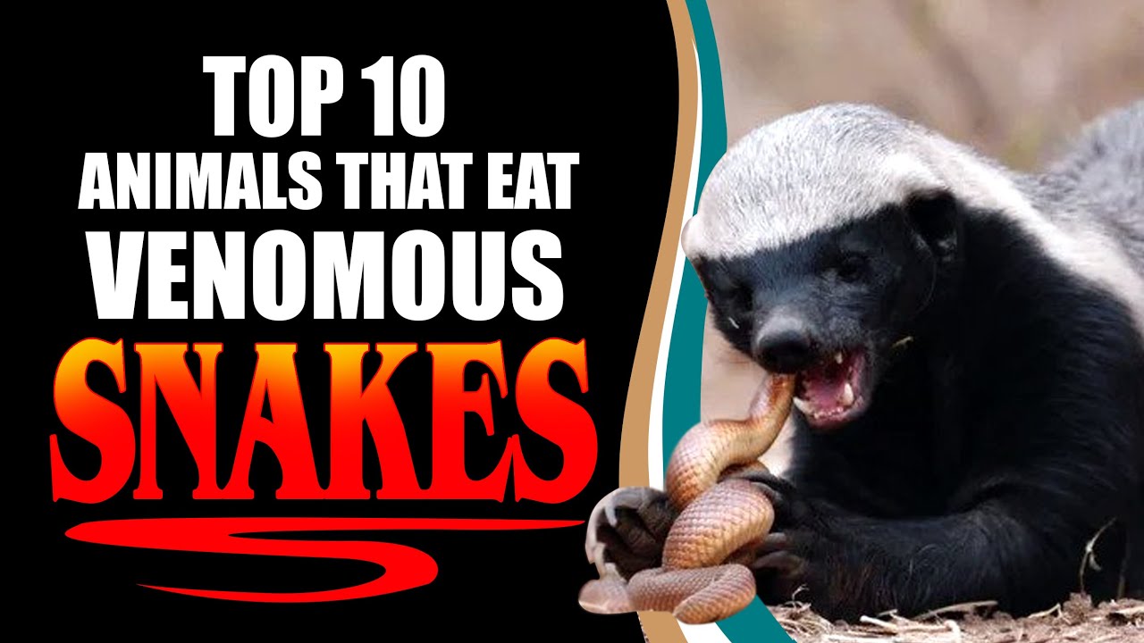 TOP 10 ANIMALS THAT EAT VENOMOUS SNAKES!!!! YouTube