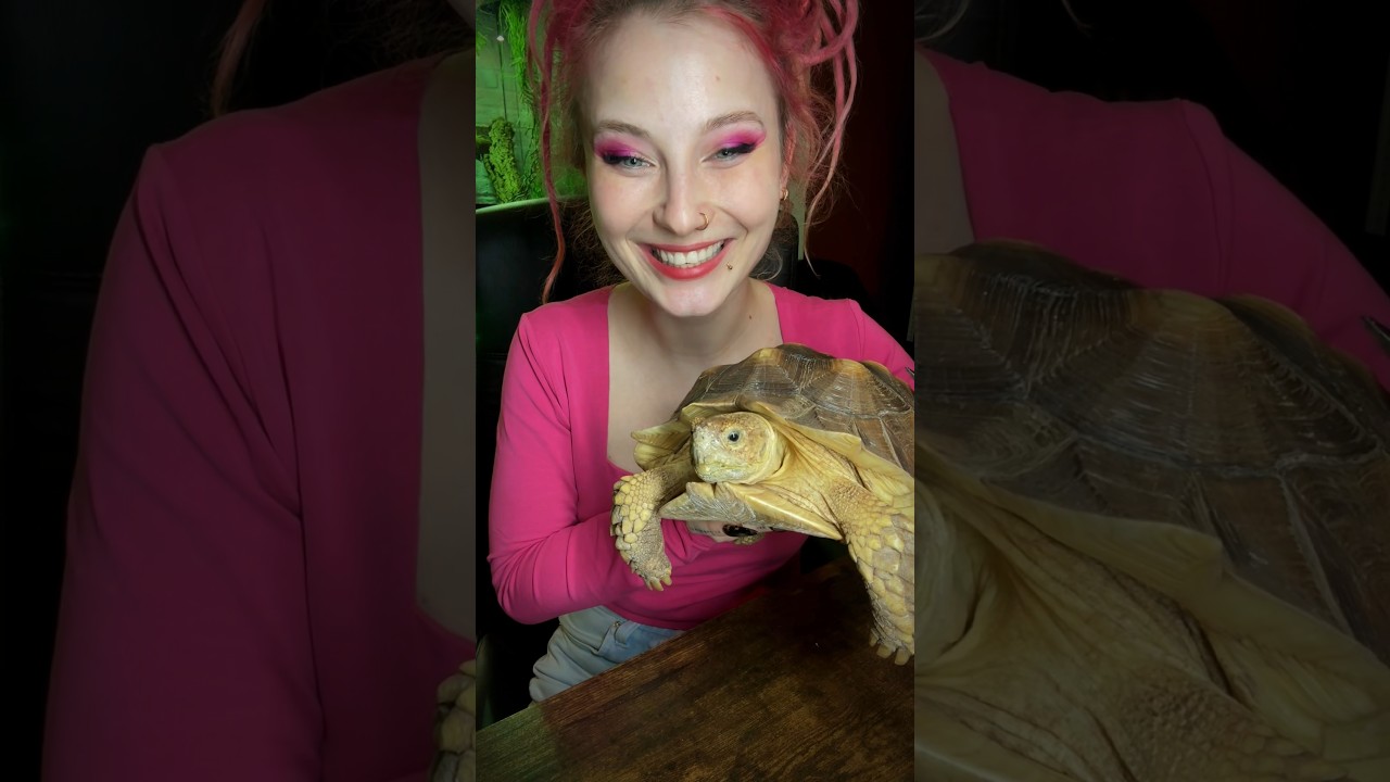 Шпороносная черепаха- одна из самых крупных черепах Планеты #питомцы #животные