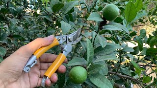 تقليم شجرة الليمون وتربية الفروع ومعلومات مهمة عن أشجار الموالح والحمضيات
