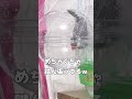 新しい水浴び容器に警戒してた文鳥ニコちゃんついに入った🐦💦＃文鳥＃インコ＃小鳥＃アクアリウム＃水草＃観葉植物＃熱帯魚