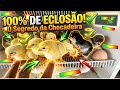 COMO EU CONSIGO FAZER MINHA CHOCADEIRA TIRAR TODOS OS PINTINHOS.