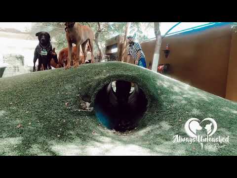 Video: Pet Resort Terbuka Untuk Pengunjung Grand Canyon