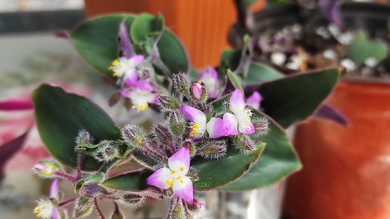 Telgraf Çiçekleri Hakkında Genel Bilgiler ve Balkonumdaki Telgraf Türleri:)