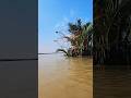 catch a big fish by castnet enjoy this videos. #shorts #fishing #fish #isshingvideo #villagelife