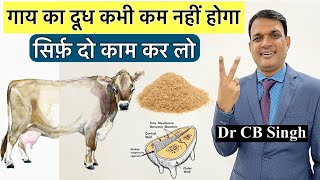 गाय का दूध कभी कम नहीं होगा …. सिर्फ़ दो काम कर लो | Dairy Farm | Dr CB Singh | @DairyUstaad