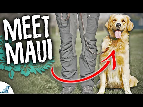 Vidéo: Souhaitez-vous assister à un cours d'entraînement Doggy & Owner?