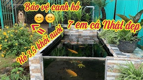 Hồ Cá Koi 3,5 Khối Nuôi 7 Bé Cá Nhật Đẹp - Lọc 3 Ngăn Kết Hợp Trồng Dứa Lọc Tốt.Hồ E Thọ Ở Đắk Nông.