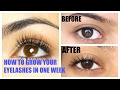 How to grow your Eyelashes at Home naturally in 1 week.SIMPLE INDIAN BEAUTY TIPS