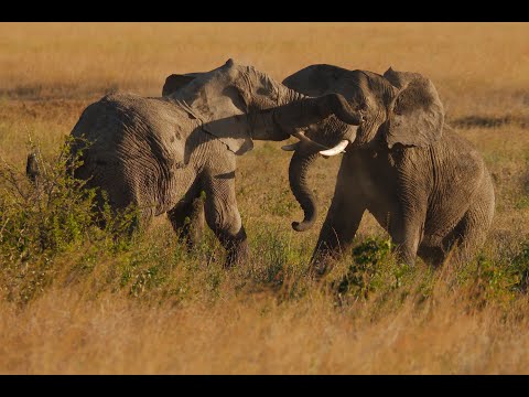 Video: 15 Dingen Om Te Weten Voordat Je Je Eerste Afrikaanse Safari Fotografeert