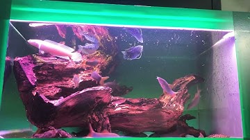 Cá Cảnh : Cá heo nước ngọt