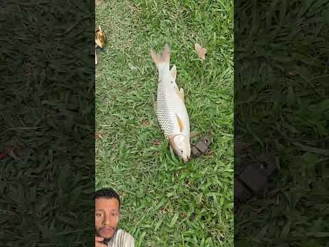 صايد كميات ضخمة  من