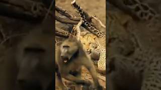 ncredible Animal Moments#animals