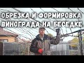 Обрезка и формировка винограда на беседке.