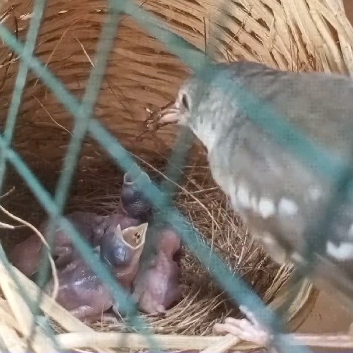 Cara Induk Ciblek Meloloh Anakannya..!!! #ciblek #burungkicau #meloloh