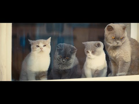 YKK AP公式 窓と猫の物語 いつもの場所 篇 60秒