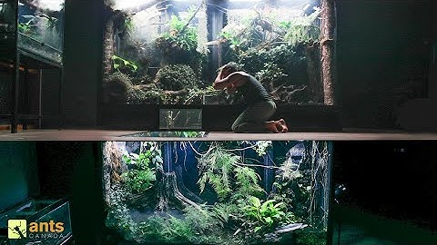 I Connected My Two Giant Rainforest Vivariums Together