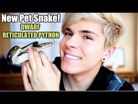 pet snakes and dogs I Got a Dwarf Reticulated Python! NEW PET SNAKE 🐍