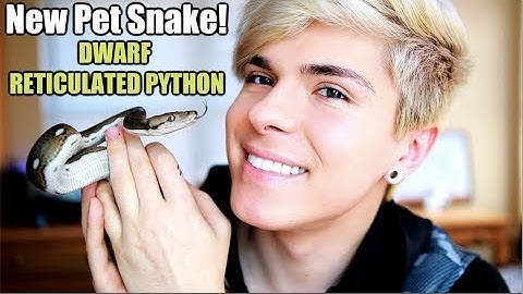 I Got a Dwarf Reticulated Python! NEW PET SNAKE 🐍