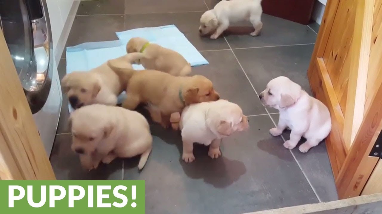 cute golden labrador puppies