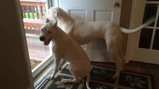 Dogo Puppies are happy to see dad!