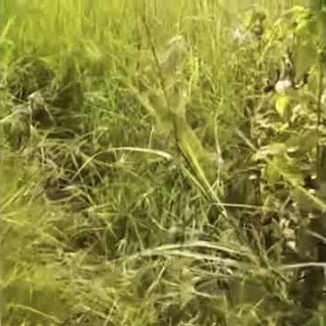 #kirana #interlude #dewa19  Kirana - Dewa 19 (solo guitar)