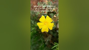 الآية 19 من سورة الأنفال 🌼🏵🌸● بصوت #ماهر_المعيقلي    ●الفيديو من #تصويري
