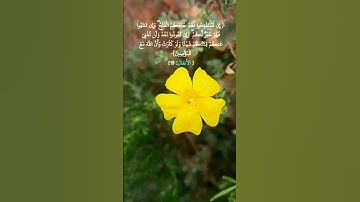 الآية 19 من سورة الأنفال 🌼🏵🌸● بصوت #ماهر_المعيقلي    ●الفيديو من #تصويري