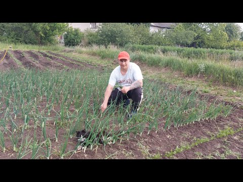 Видео: Без урожая не останемся.