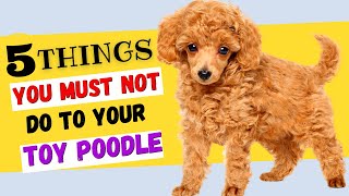 5 Things You Must NOT Do To Your Toy Poodle / All Toy Poodle Owners Must Watch! by Animal Digest 203,960 views 1 year ago 7 minutes, 29 seconds