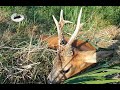 Roebuck hunting in August 2021 and 640g trophy - how to call roebucks in #2