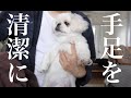 ハイテク洗浄マシーンと戦う子犬 ムーチョ【ムーチョ】-ペキニーズ-