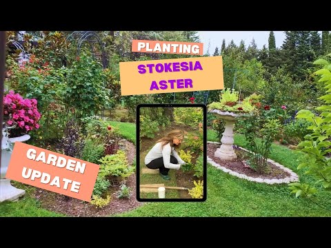 Planting Stokesia Aster Garden Update Late Season Color In The Garden 