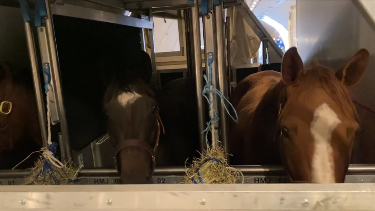 Horses Fly 6,000 Miles in AntiSlip Stables YouTube