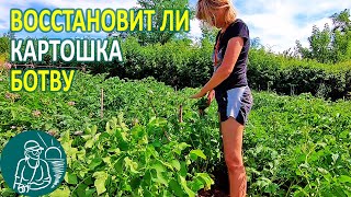 🥔 Восстановится ли ботва картофеля после потери 🌱 Выращивание картофеля 🌿 Эксперимент Гордеевых