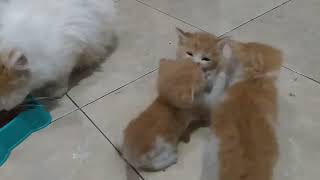 || Kitten's mischievous behavior after drinking its mother's milk..||..Tingkah Usil Anak Kucing..|| by kucing meaung 389 views 6 months ago 3 minutes, 8 seconds