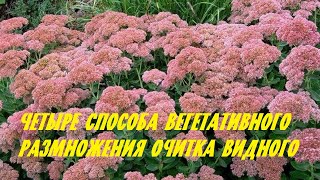 видео: Четыре способа вегетативного размножения очитка видного картинка: Четыре способа вегетативного размножения очитка видного