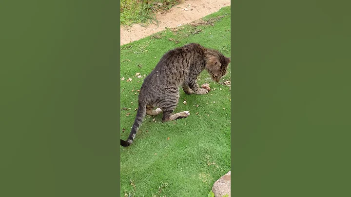 Video 11536141: cat purrs meows, purr cutecat, cat cutecat meow funnycat, cat funnycats animals cutecat, feral cat, cat eating big, wild cat, cute pets, funny cat