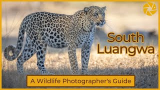 South Luangwa National Park - A wildlife photographer