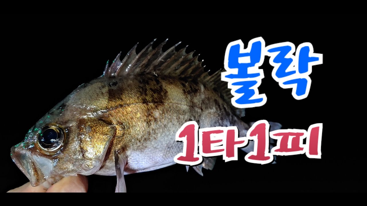 볼락낚시 1타1피 Dark banded rockfish YouTube