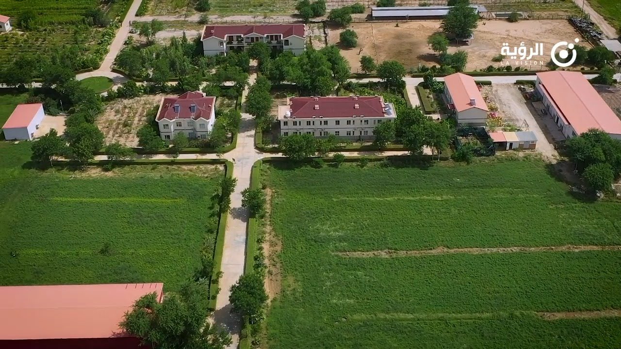 تجربة زراعة الأعلاف وتحسين السلالة في موريتانيا