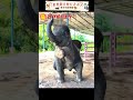 像が手相占いに来たーーーーーーーーーーーー(≧∇≦) #animals #かわいい動物 #ゾウ