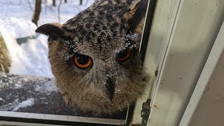 The Eagle owl Yoll enjoys winter and frost. The cat doesn't enjoy it