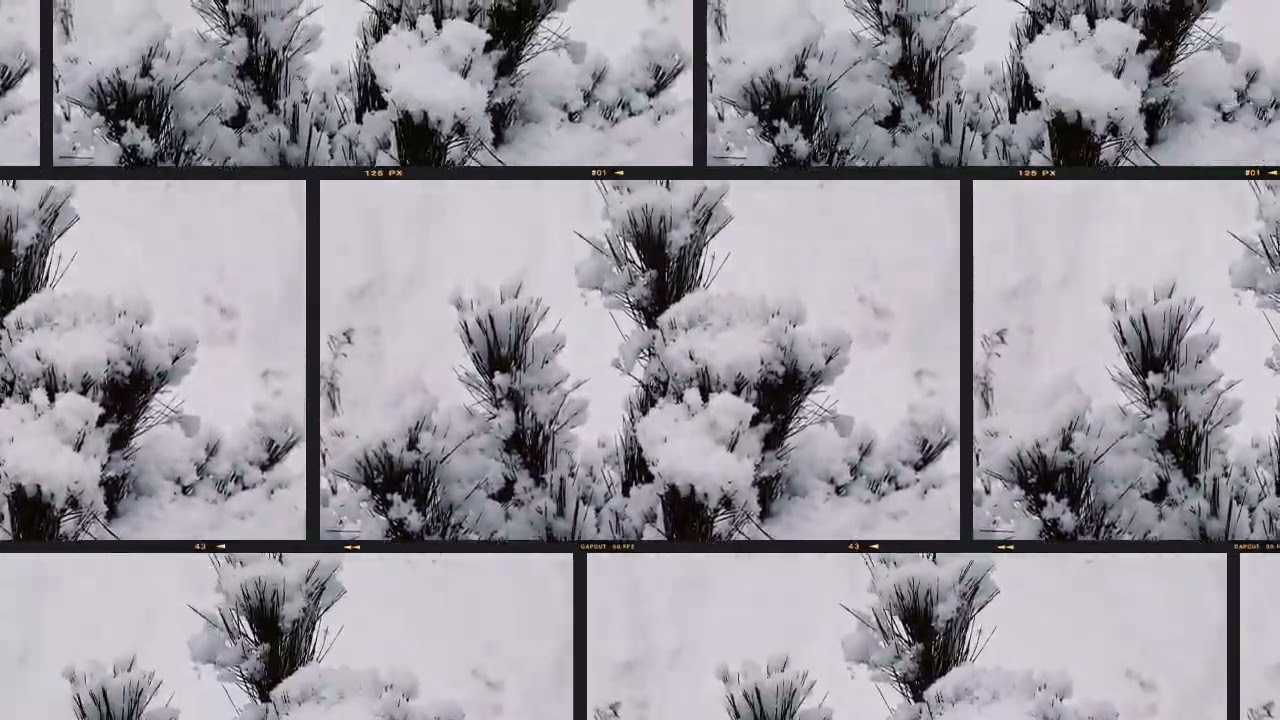 White Princess ❄️ 