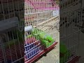 #birds #parrot #talkingparot #nonstoptalkingparrot #talkingparrot #kabutarandekabdetehain #cute #m