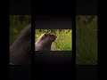 Wildlife Windows 7 Sample Video Reminder