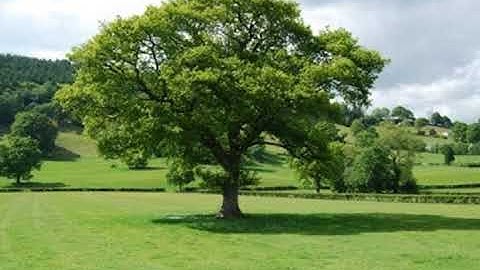 الرقية الشرعية المختصرة.. ماهر المعيقلي